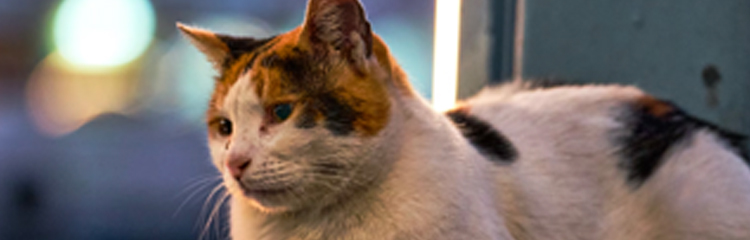 우리 곁의 동물 이야기에
관심이 생겼어요