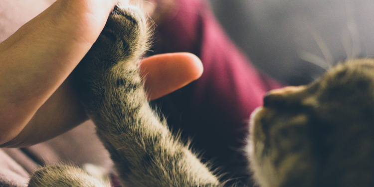 반려동물을 오래 사랑하고 싶어요