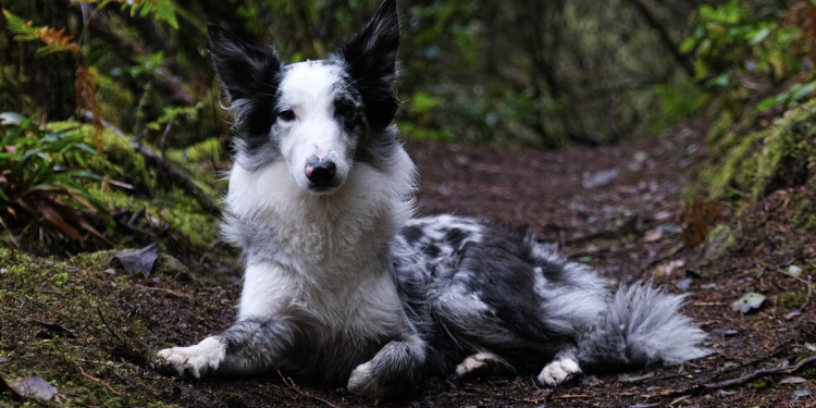 반려견의 마음을
잘 이해하고 싶어요