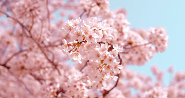 벚꽃길 속에서 감성적인
이야기를 읽고 싶어요