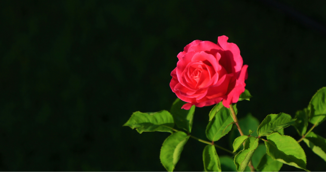 고백보다 더 깊게
책으로 전하는 사랑